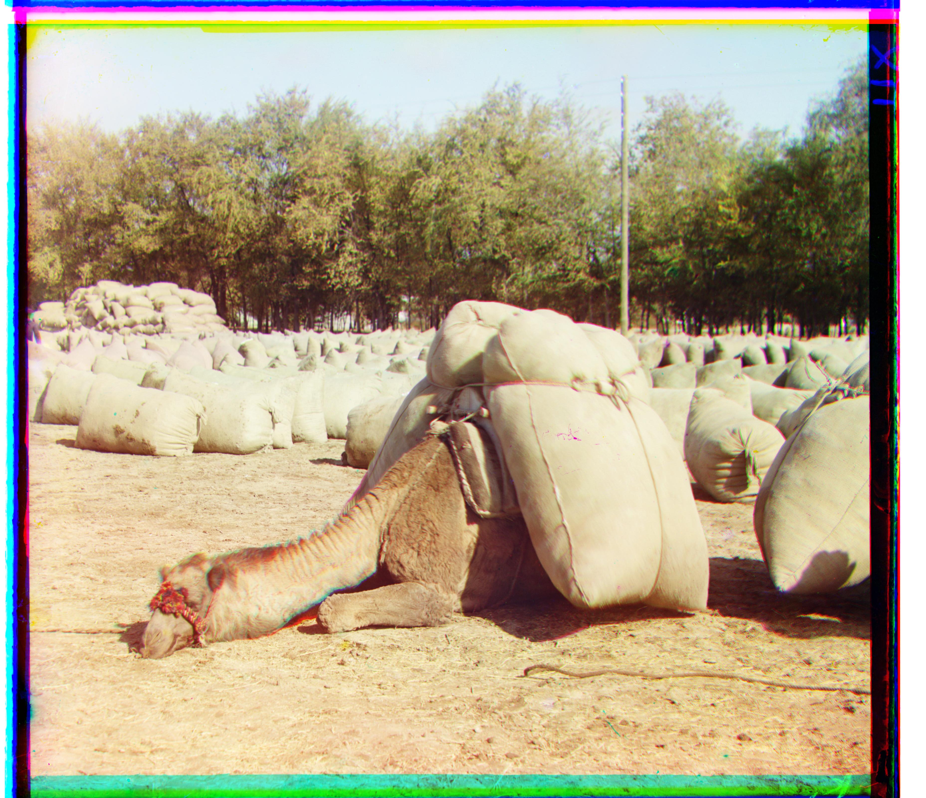 camel: red shift (-21, 96), green shift (-5, 46)