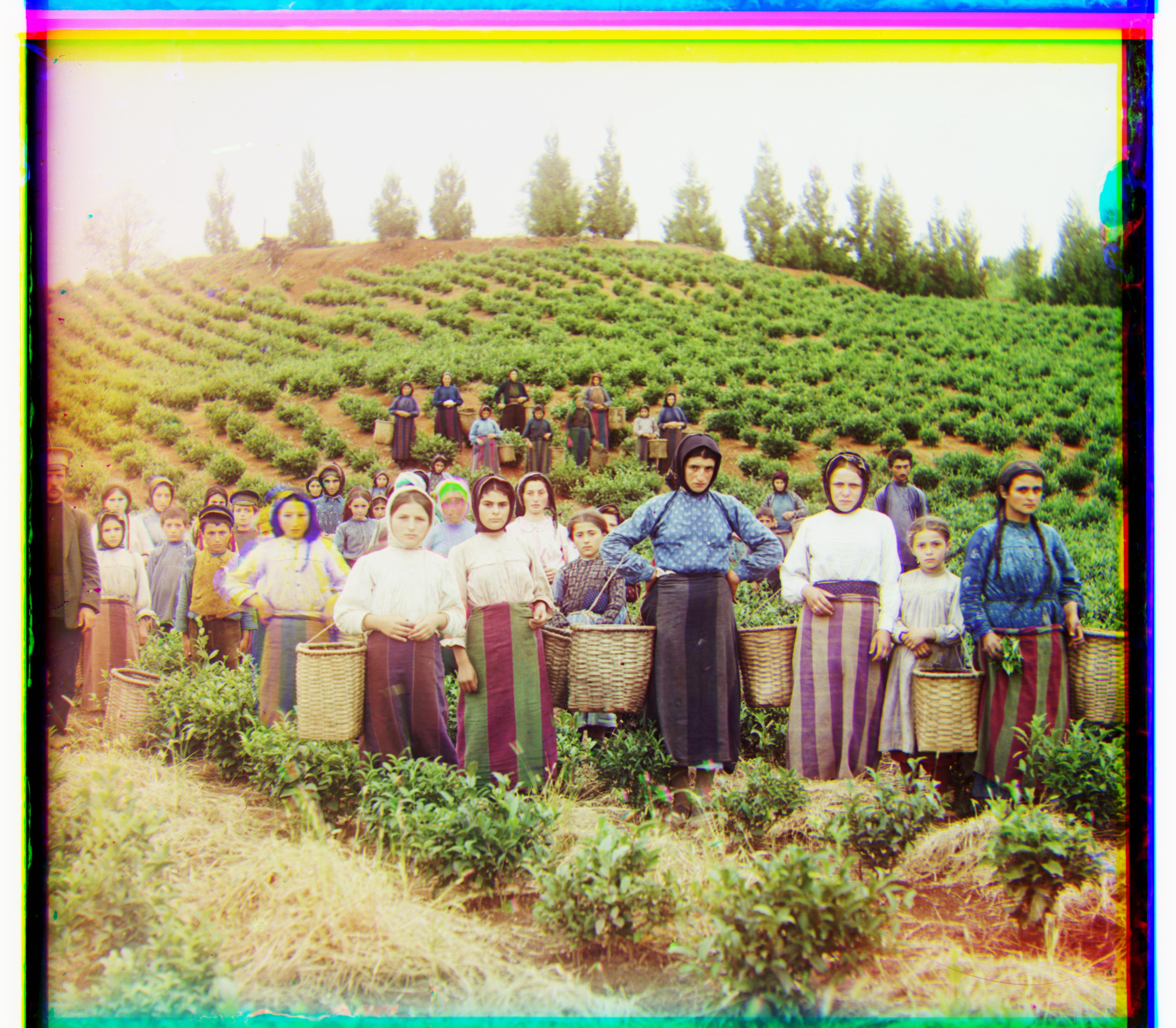 harvesters: red shift (13, 123), green shift (16, 59)