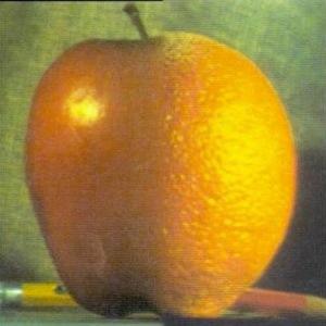 Final oraple blend of apple and orange